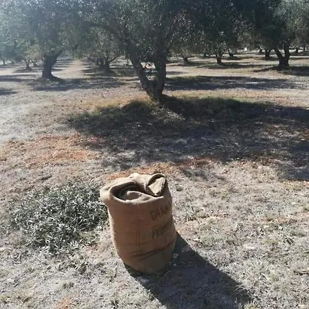 Olive Grove Skalani * Knosos