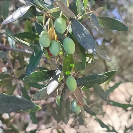 Olive Grove Skalani Holiday home Knosos
