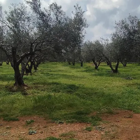 Olive Grove Skalani Holiday home Knosos