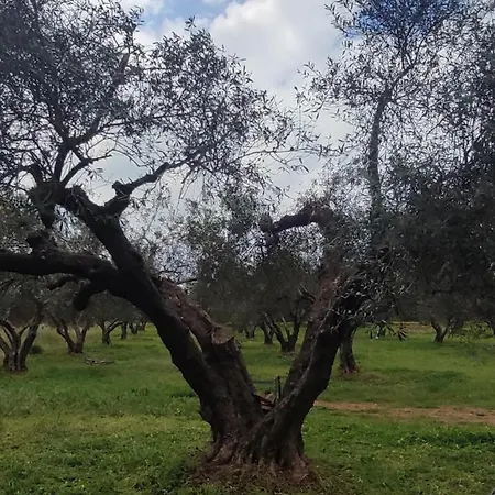 Olive Grove Skalani Holiday home